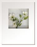 ԥեե졼Hana concept frame Dogwood(ɥåå/ֿ)