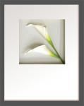 ԥեե졼Hana concept frame Calla I(顼1)