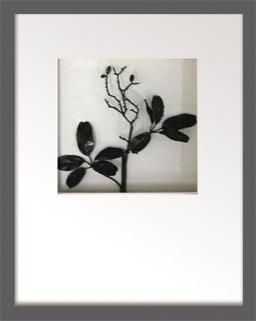 《リーフアート》Hana concept frame Pea pod leaf/black(ピーポッドリーフ(エンドウ)/ブラック)