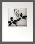 《リーフアート》Hana concept frame Pea pod leaf/black（ピーポッドリーフ(エンドウ)/ブラック）