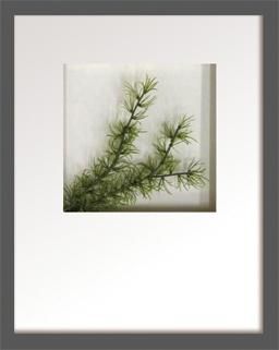 《リーフアート》Hana concept frame Pine spray(松の枝)