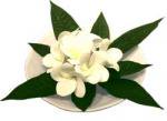 《造花・花瓶》F-style vase Plumeria　White（プルメリアベース/ホワイト）