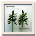 《リーフパネル》Forest Deco Philodendron cv.kookabura(フィロデンドロン クッカバラ)ホワイトフレーム