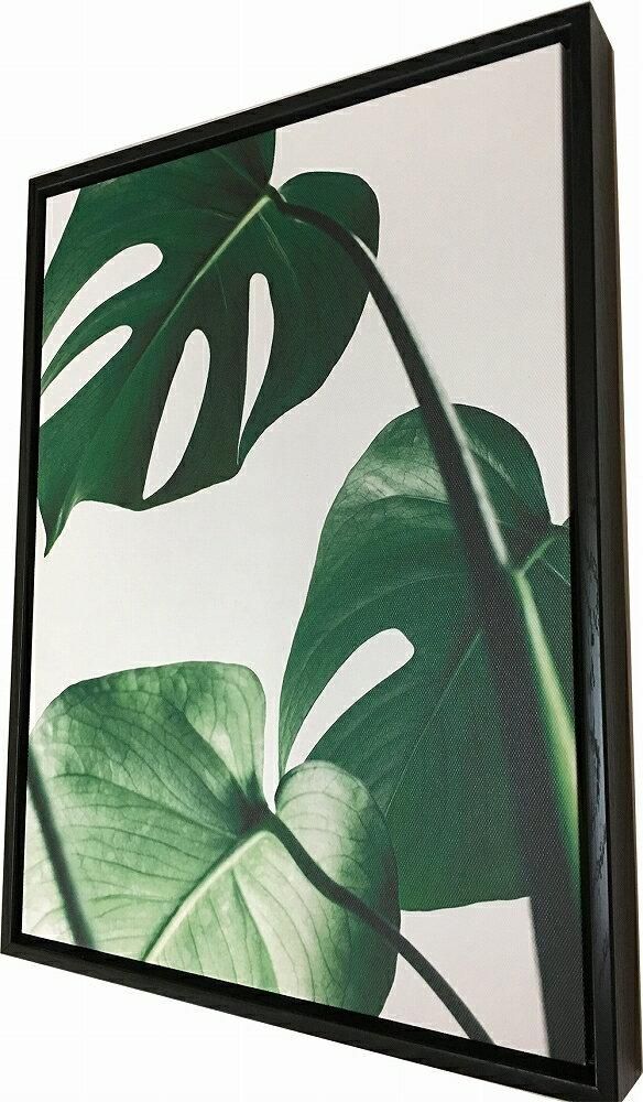 《キャンバスパネル》プラントファイル モンステラ1 (PLANT FILE Monstera 1)
