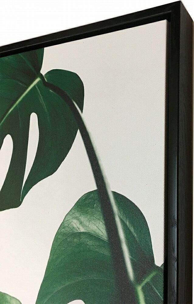 《キャンバスパネル》プラントファイル モンステラ1 (PLANT FILE Monstera 1)