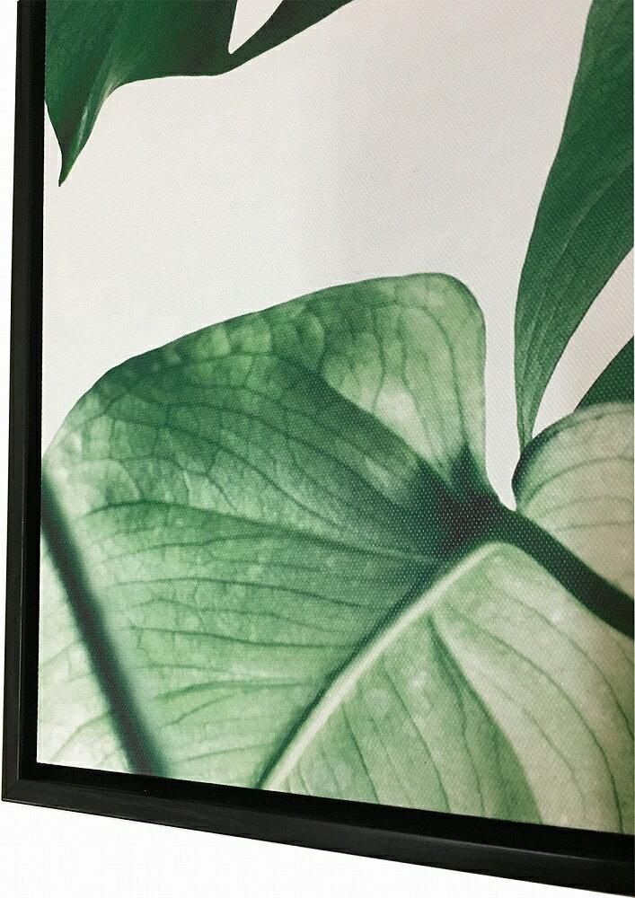 《キャンバスパネル》プラントファイル モンステラ1 (PLANT FILE Monstera 1)