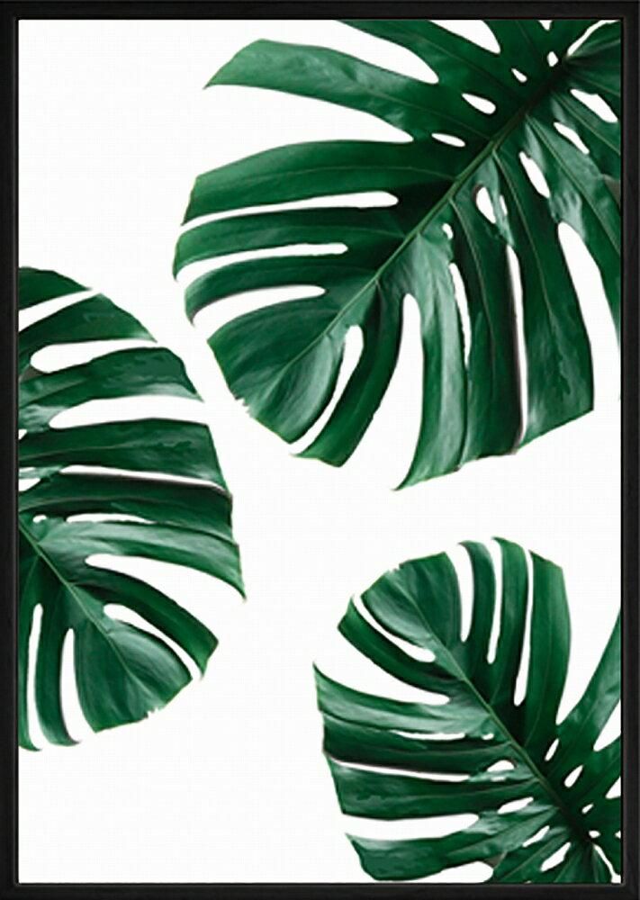 キャンバスパネル プラントファイル モンステラ2 Plant File Monstera 2 絵画や壁掛け販売 日本唯一の風景専門店 R あゆわら