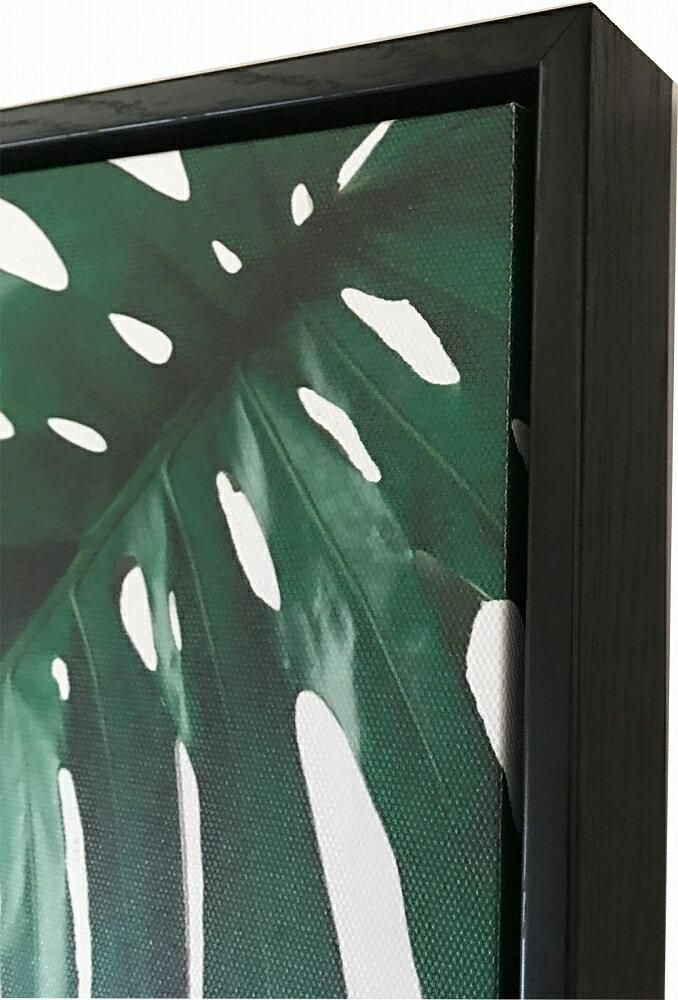 《キャンバスパネル》プラントファイル モンステラ2 (PLANT FILE Monstera 2)