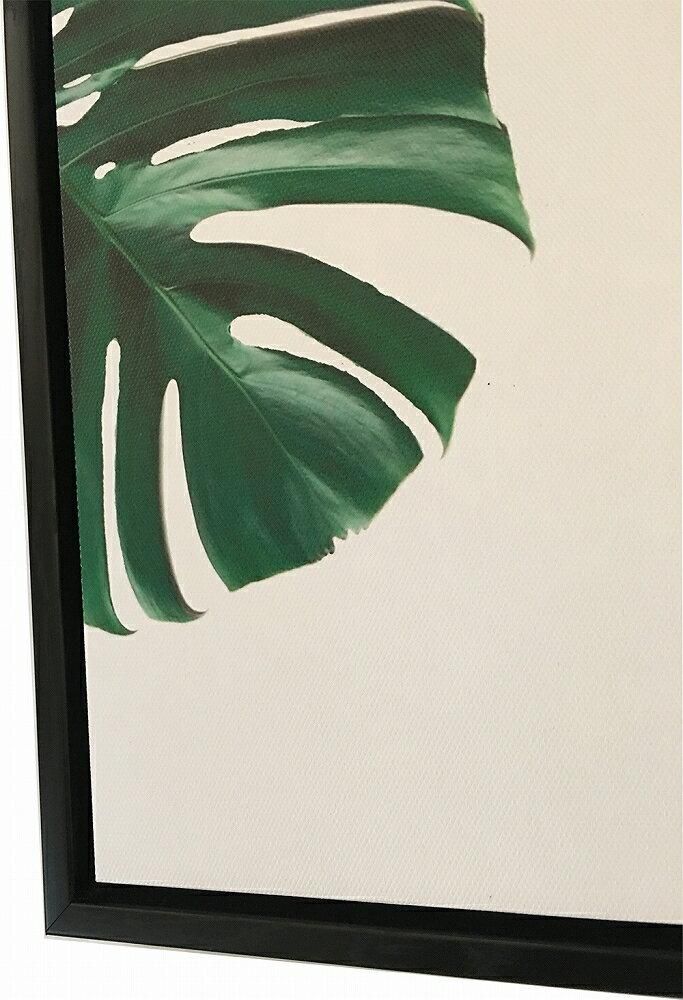 《キャンバスパネル》プラントファイル モンステラ2 (PLANT FILE Monstera 2)