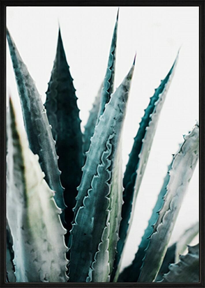 《キャンバスパネル》プラントファイル アガベ (PLANT FILE Agave)