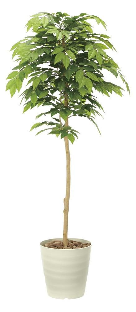 光触媒観葉植物 ケヤキ1.6 〔フロアタイプ〕 インテリア アートグリーン おしゃれ プレゼント 部屋に飾る 緑 ギフト リビング 玄関 キッチン 開店祝 引越祝 贈答 造花 枯れない 開業祝 店舗