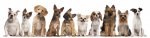 絵画 アートパネル Dogs 壁掛け 飾る アート リビング 玄関 インテリア 犬 かわいい ギフト プレゼント 3Lサイズ