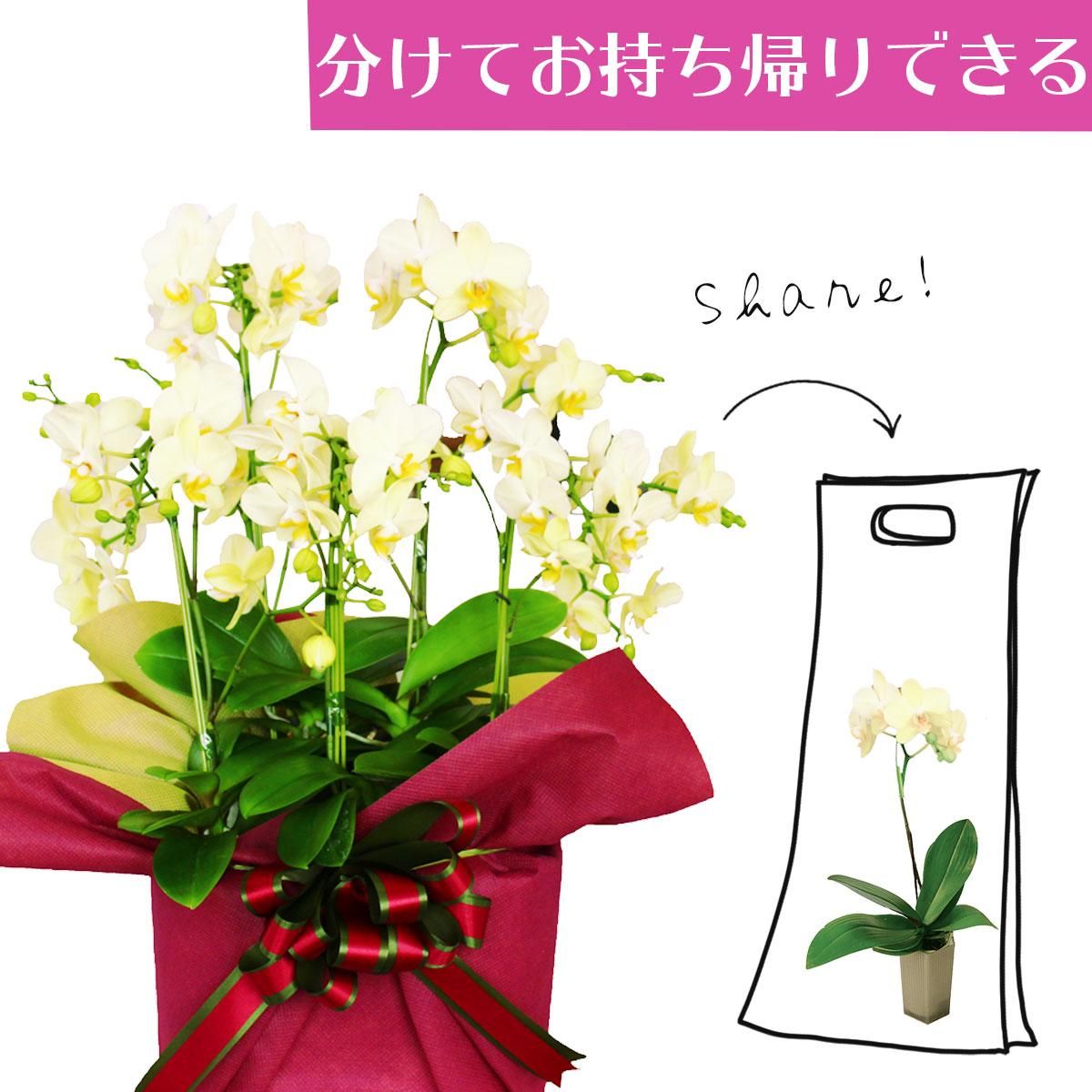 シェアオーキッド シェアできる胡蝶蘭 イエロー 黄色 5本立ち(5株)