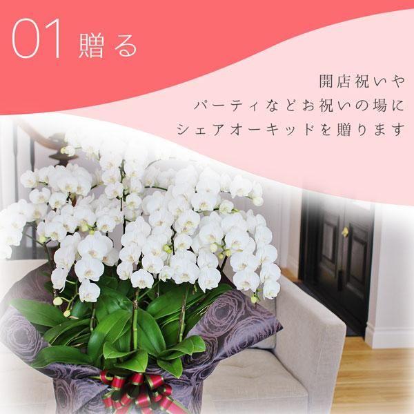 シェアオーキッド シェアできる胡蝶蘭 イエロー 黄色 5本立ち(5株)