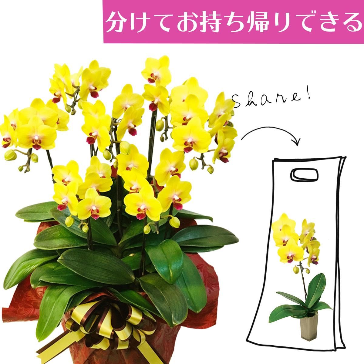 シェアオーキッド シェアできる胡蝶蘭 イエロー 黄色 7本立ち(7株)