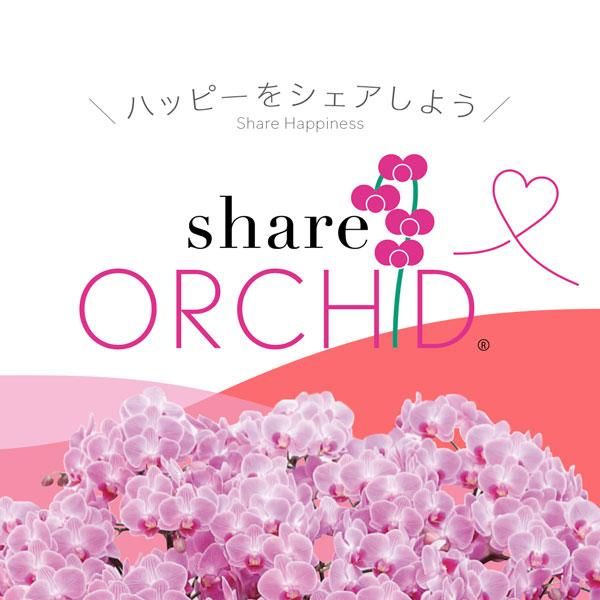 シェアオーキッド シェアできる胡蝶蘭 イエロー 黄色 7本立ち(7株)