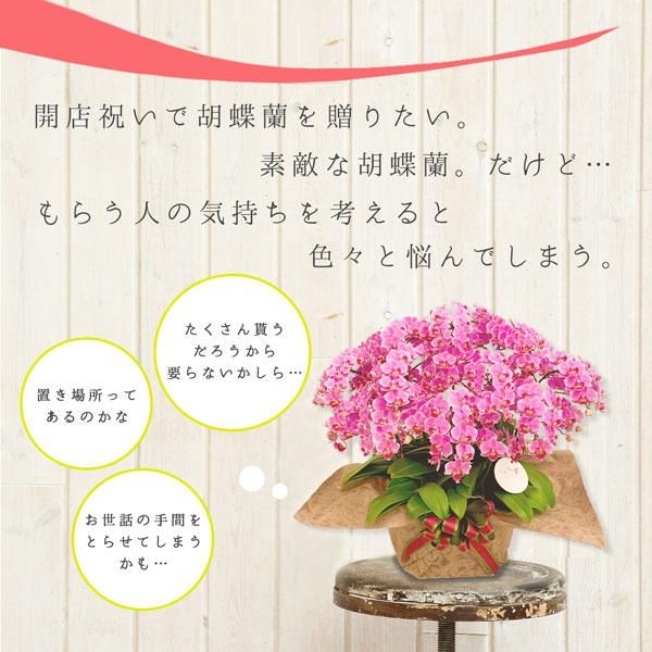 シェアオーキッド シェアできる胡蝶蘭 イエロー 黄色 7本立ち(7株)