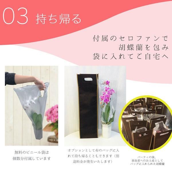 シェアオーキッド シェアできる胡蝶蘭 イエロー 黄色 7本立ち(7株)