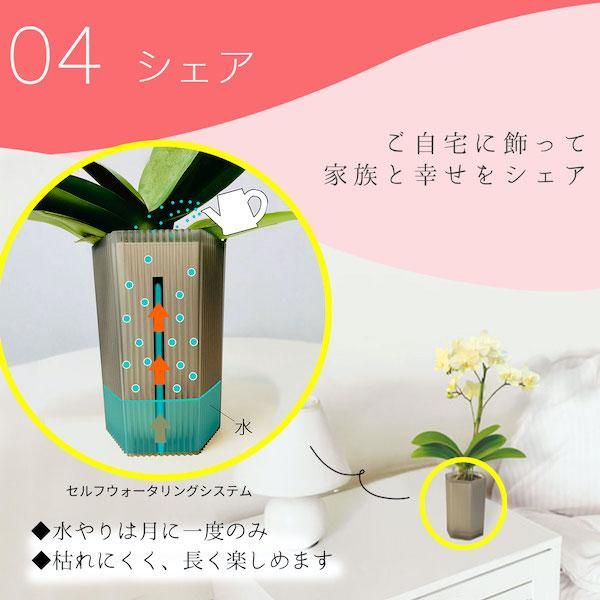 シェアオーキッド シェアできる胡蝶蘭 イエロー 黄色 7本立ち(7株)