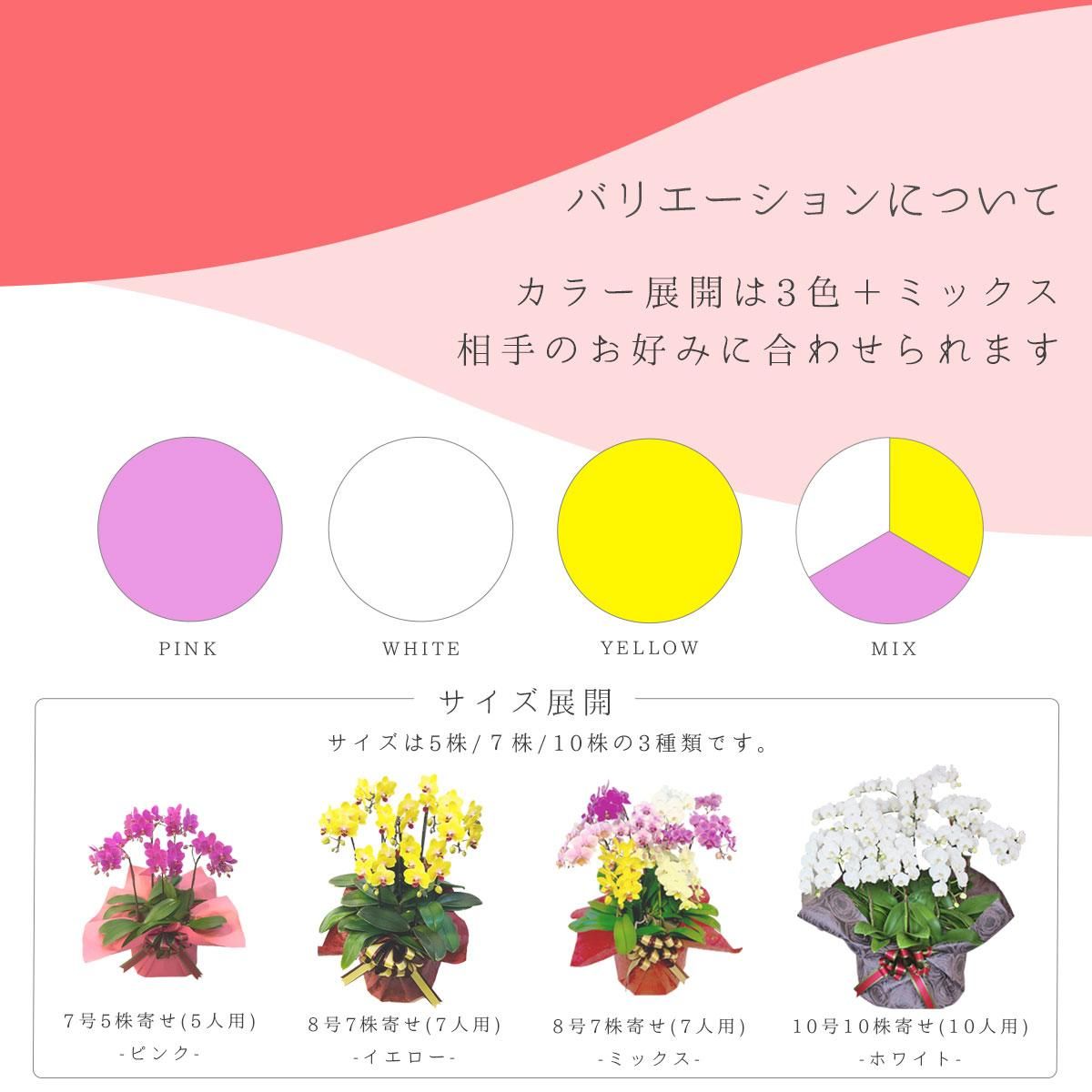 シェアオーキッド シェアできる胡蝶蘭 イエロー 黄色 7本立ち(7株)