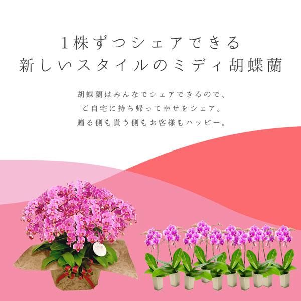 シェアオーキッド シェアできる胡蝶蘭 イエロー 黄色 10本立ち(10株)