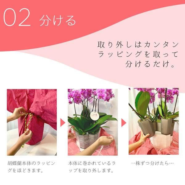 シェアオーキッド シェアできる胡蝶蘭 イエロー 黄色 10本立ち(10株)