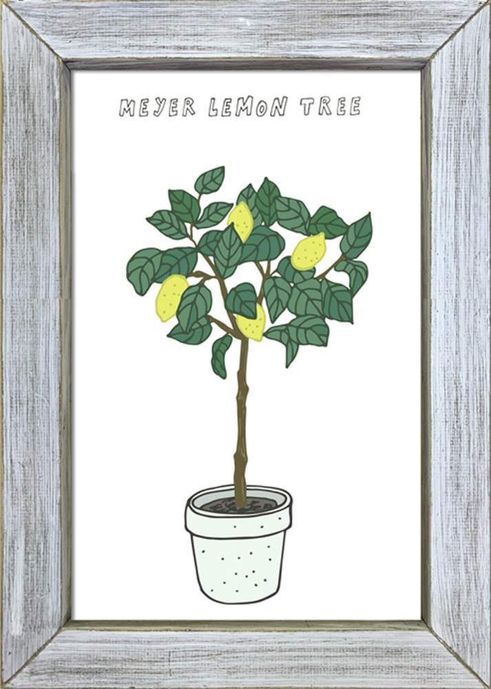 《絵画》ホームプラントマイヤーレモン