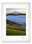 版画 絵画 茶畑と赤富士雲海 富士山