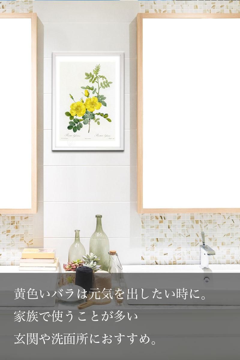 版画 絵画 ロサ・インディカ ボタニカル ルドゥーテ