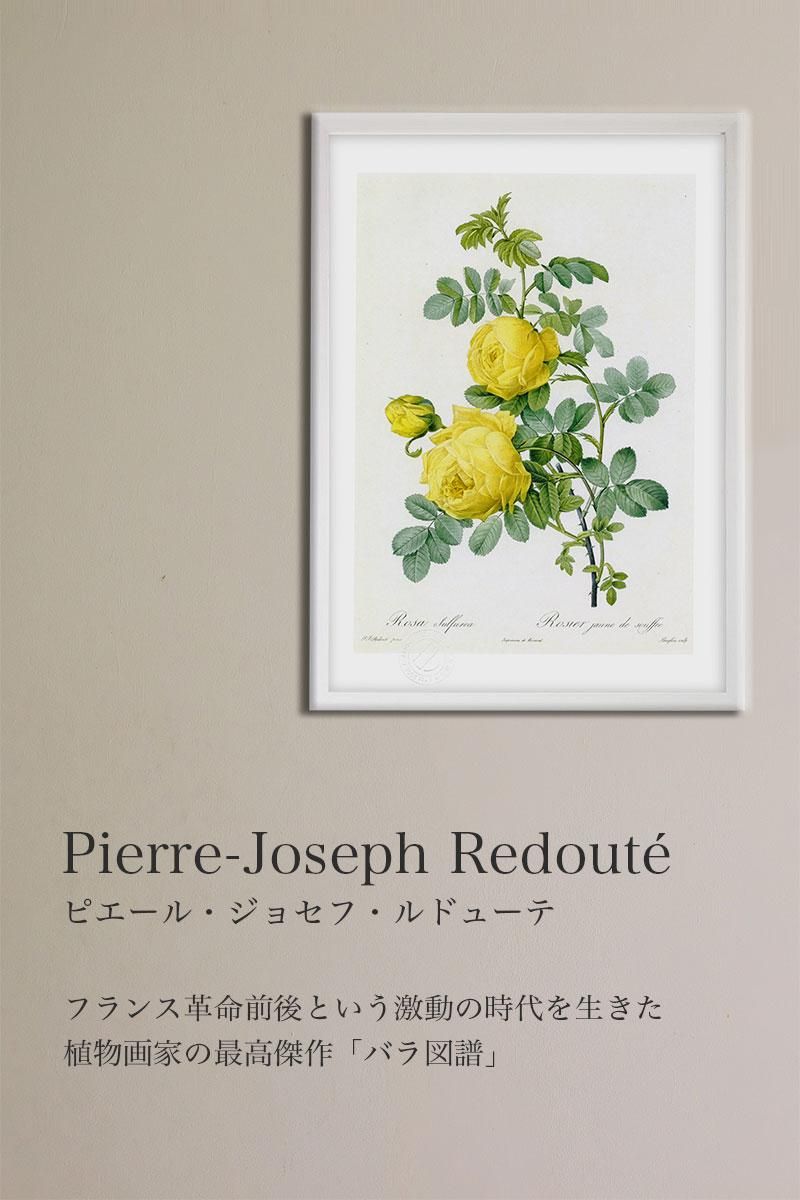 版画 絵画 バラのブーケ ボタニカル ルドゥーテ - 絵画や壁掛け