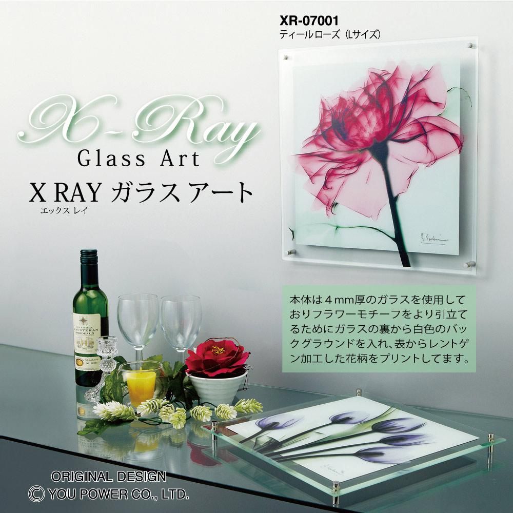 レントゲンフォト X RAY ガラス アート「アマリリス(Lサイズ)」 巣ごもり インテリア 壁掛け モダン おしゃれ 透き通った 写真 リビング ギフト 玄関 飾る プレゼント 御祝