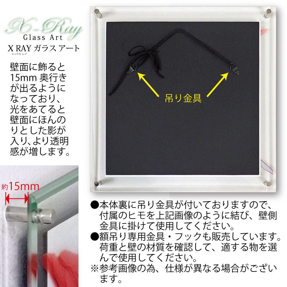 レントゲンフォト X RAY ガラス アート「アマリリス(Lサイズ)」 巣ごもり インテリア 壁掛け モダン おしゃれ 透き通った 写真 リビング ギフト 玄関 飾る プレゼント 御祝
