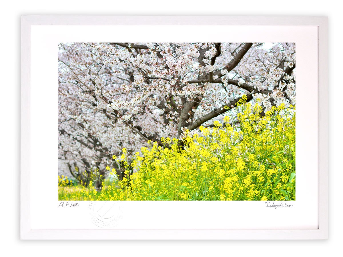 版画 絵画 桜と菜の花2021(横)/アートフォト 壁掛け 額入り - 絵画や