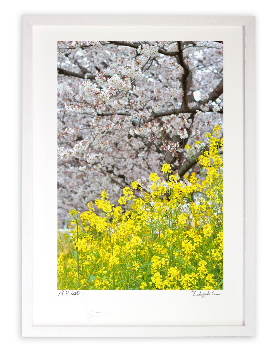 版画 絵画 桜と菜の花2021(縦)/アートフォト 壁掛け 額入り - 絵画や