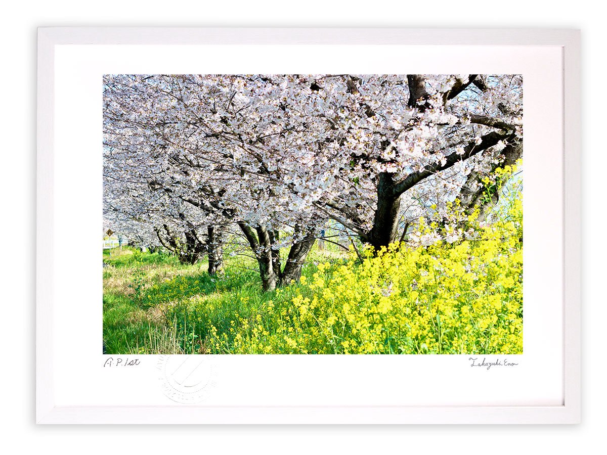 版画 絵画 桜並木と菜の花/アートフォト 壁掛け 額入り - 絵画や壁掛け