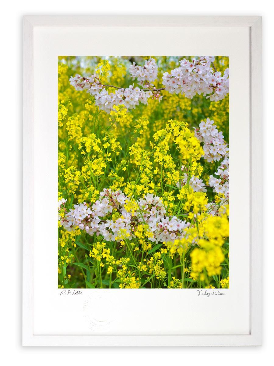 版画 絵画 さくら色と菜の花色(縦)/アートフォト 壁掛け 額入り