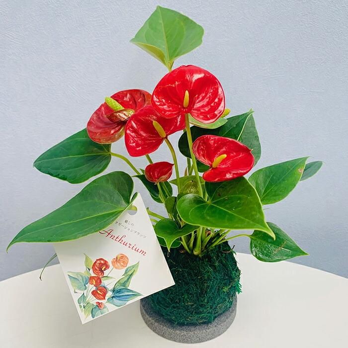 苔玉アンスリウム 絵画や壁掛け販売 日本唯一の風景専門店 R あゆわら 苔玉アンスリウム 絵画や壁掛け販売 日本唯一の風景専門店 R あゆわら