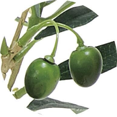 光触媒観葉植物 オリーブツリー 1.6 〔フロアタイプ〕 インテリア フェイクグリーン おしゃれ アートグリーン 緑 リビング 鉢植え プレゼント ギフト 玄関 キッチン 部屋に飾る 御祝 店舗