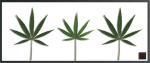 ԥ꡼եѥͥF-style Frame Cannabis sativa(ʥӥƥ/)