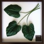 ԥ꡼եѥͥF-style Frame Hosta.cv(ܥ/ۥ)