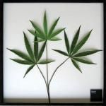 ԥ꡼եѥͥF-style Frame Cannabis sativa(ʥӥƥ/)