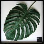 ԥ꡼եѥͥF-style Frame Monstera deliciosa(󥹥ƥ顦ǥꥷ)