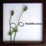ԥ꡼եѥͥF-style Frame Pulsatilla cernua(/ʥ)