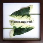 ԥ꡼եѥͥF-style Frame Syngonium podophyllum(󥴥˥ࡦݥɥե)