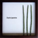 ԥ꡼եѥͥF-style Frame Zoysia japonica()