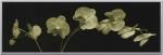 ԥȥե졼jk driggs Orchid Spray()