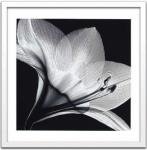 X-Ray ȥեȡSteven N.Meyers Amaryllis 1(ƥ֥󡦥ޥ䡼 ޥꥹ1)