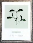 ԥϡ ȥե졼Nina Farrell Basil(Х)