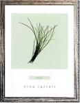 ԥϡ ȥե졼Nina Farrell Chives(㥤)