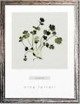 ԥϡ ȥե졼Nina Farrell Coriander(ꥢ)